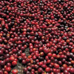 Proem - Ethiopia (Final Batch)