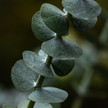 Eucalyptus + Peppermint Essential Oil Blend