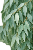 Eucalyptus officinal (Radiata)