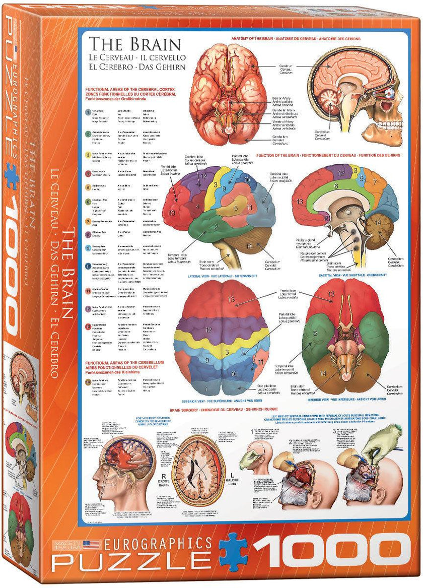 Eurographics - The Brain (1000-Piece Puzzle)
