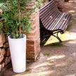 Ficus<br> Solar & Rechargeable