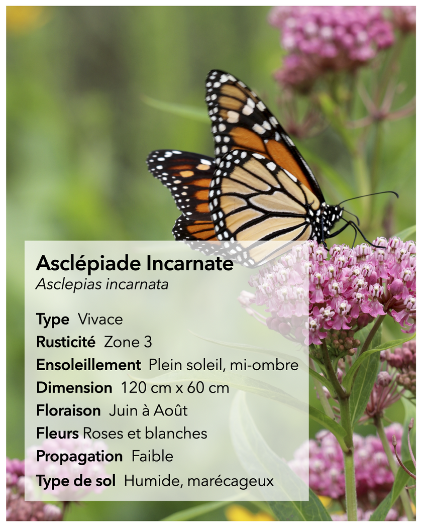 Graines d'asclépiade