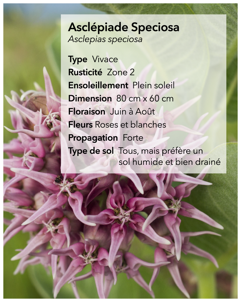 Graines d'asclépiade