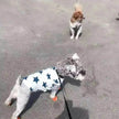 Fashionable Pet Cotton comfy Clothes