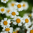 Feverfew