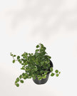 Ficus Repens