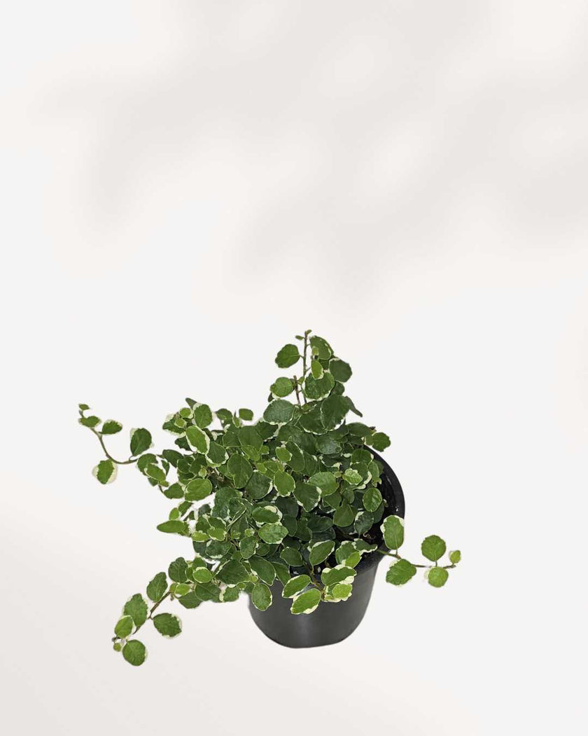 Ficus Repens