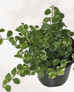 Ficus Repens