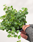 Ficus Repens