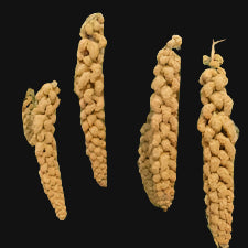 Millet