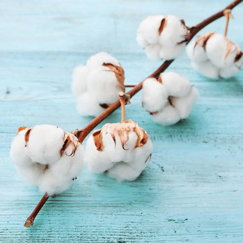 Fragrance Oil - Fresh Linen