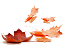 Fragrance Oil - Autumn Leaf