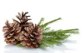 Fragrance Oil - Birchwood Pine