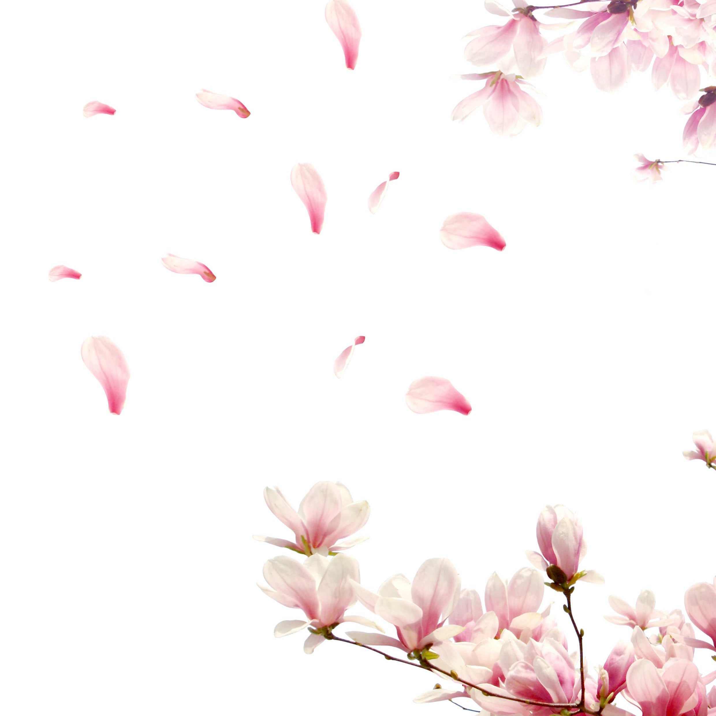Fragrance Oil - Cherry Blossom