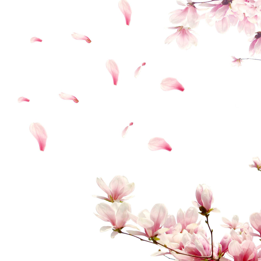 Fragrance Oil - Cherry Blossom