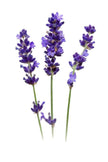 Fragrance Oil - Lavender