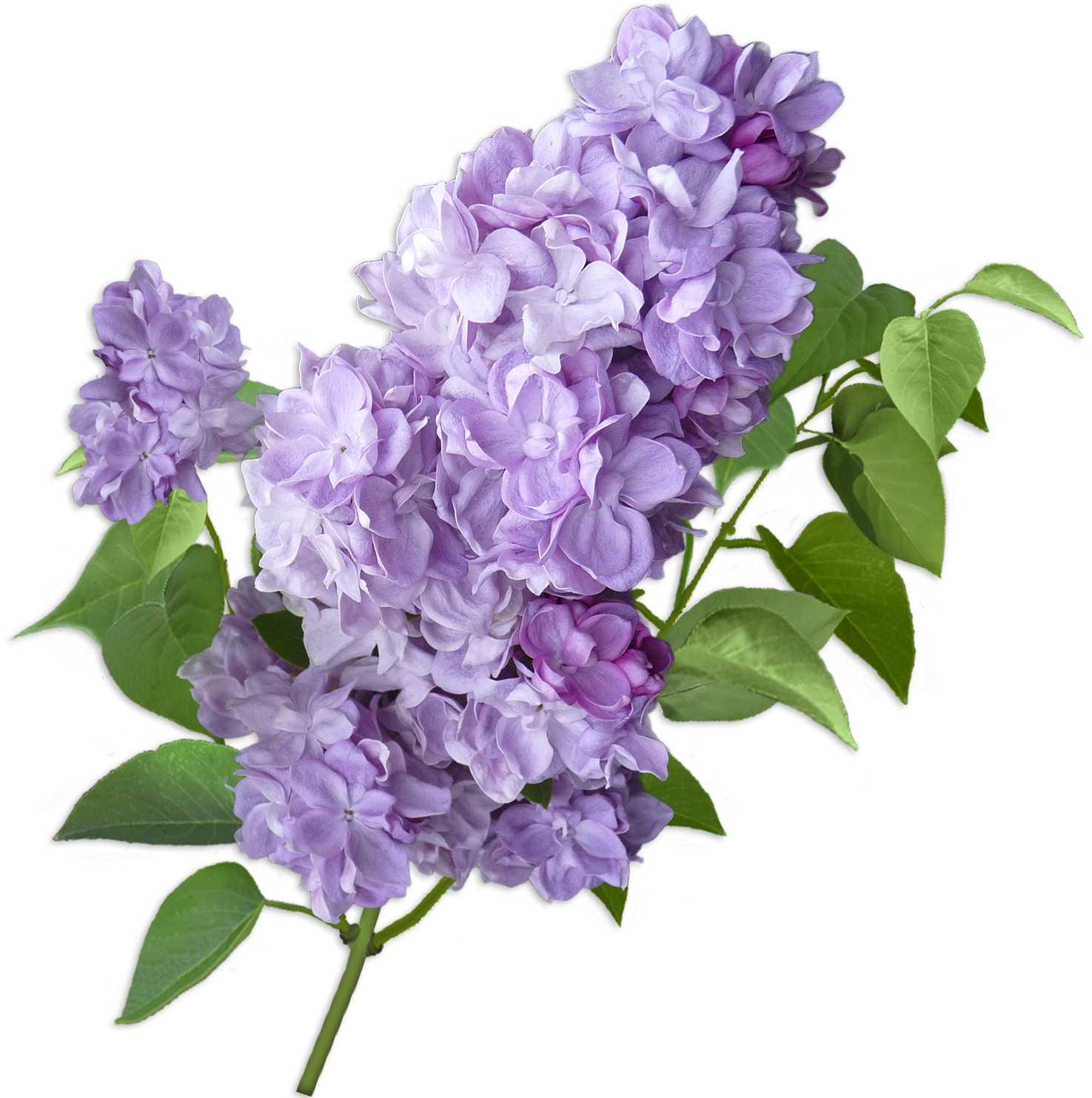 Fragrance Oil -Lilac