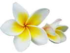 Fragrance Oil - Nag Champa