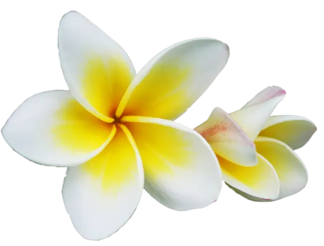 Fragrance Oil - Nag Champa