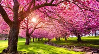 Fragrance Oil - Premium Collection - Summer Freshness