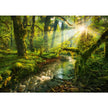 Fragrance Oil - Rainforest