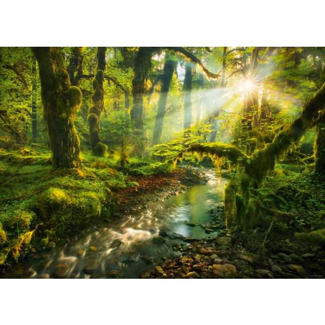 Fragrance Oil - Rainforest