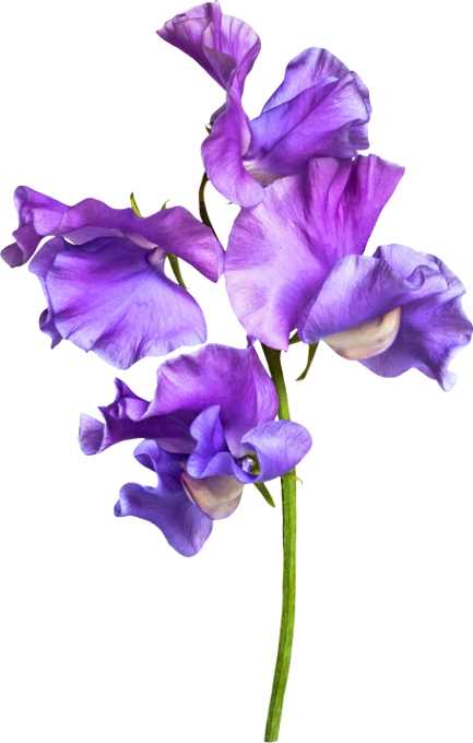 Fragrance Oil - Sweet Pea