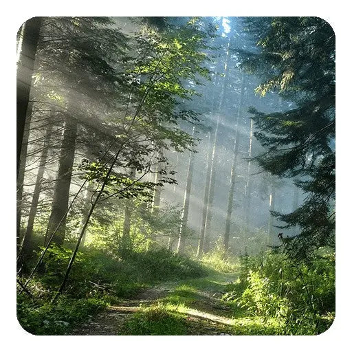 Fragrance Oil - Trail Hike