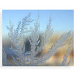 Fragrance Oil - Alpine Frost