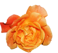 Fragrance Oil - Amber Rose