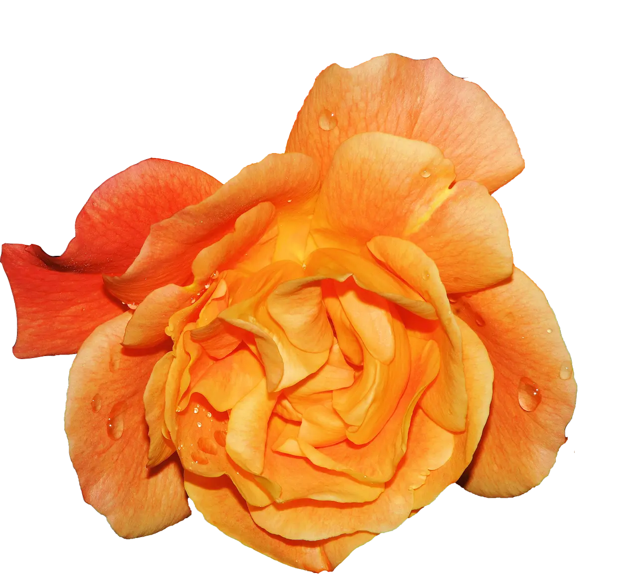 Fragrance Oil - Amber Rose