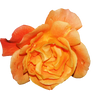 Fragrance Oil - Amber Rose