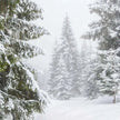 Fragrance Oil - Winter Storm