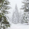 Fragrance Oil - Winter Storm