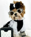 Coco Chewnel Rhinestone Dog Sunglasses | Fashion Pet Eyewear