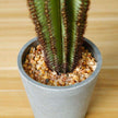 Goza Artificial Cactus Tree Potted Plant 9