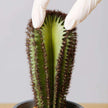 Goza Artificial Cactus Tree Potted Plant 9
