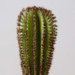 Goza Artificial Cactus Tree Potted Plant 9