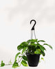 Pothos Golden - Epipremnum Aureum Golden