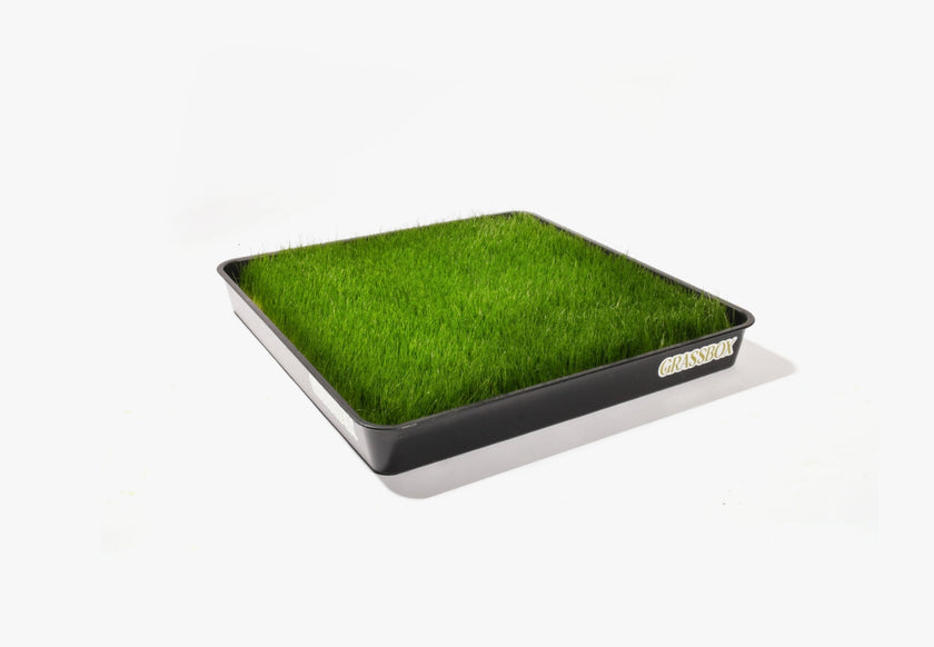 Reusable Tray