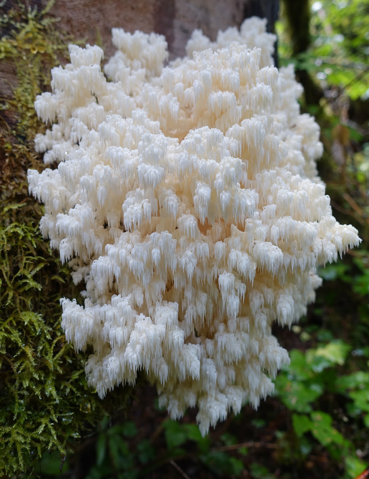 Bear's Tooth
