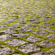 Native Boreal Mix Growable Moss for the Sun