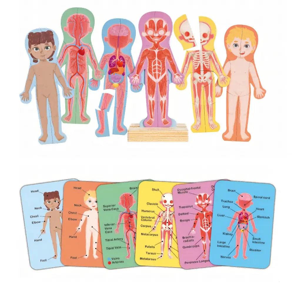 Hape - Human Body Magnetic Puzzle