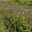 The Plant Medicine Collection