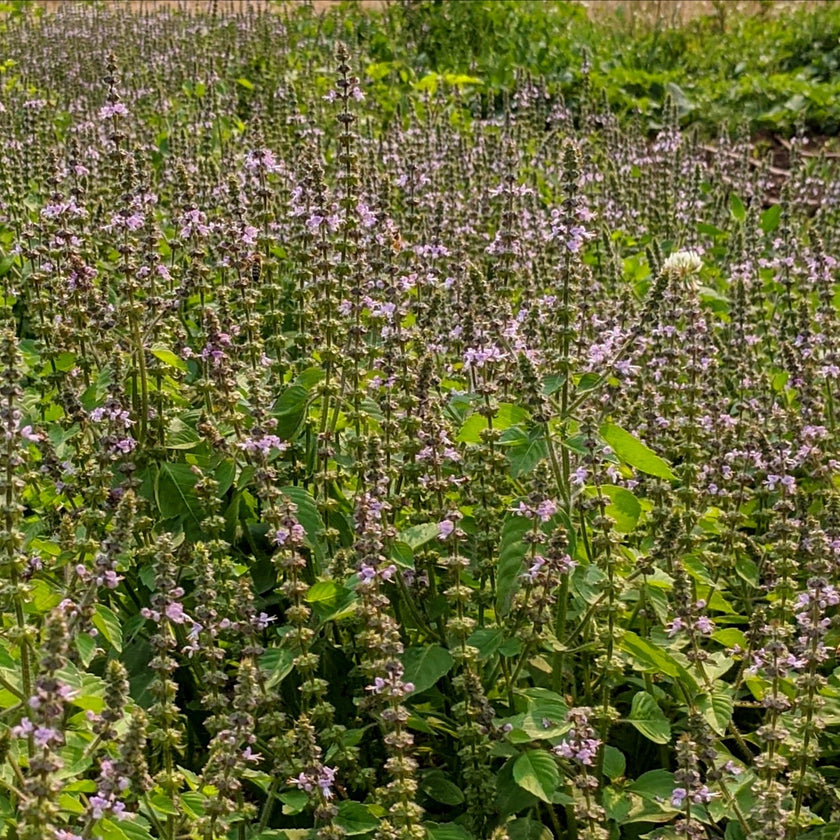 The Plant Medicine Collection