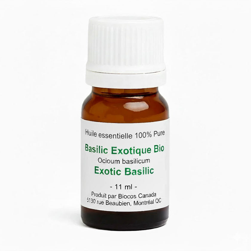 Basilic exotique bio