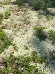 Natural Canadian Reindeer Moss - Revita™-Moss