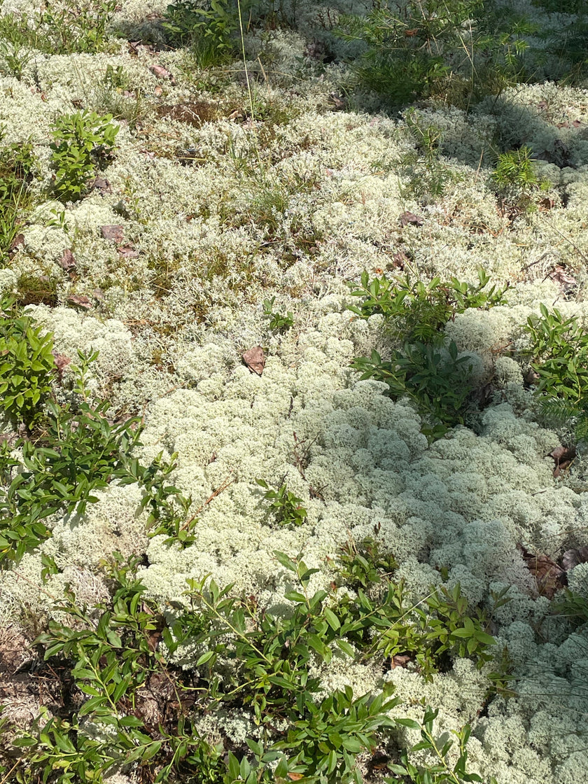 Natural Canadian Reindeer Moss - Revita™-Moss
