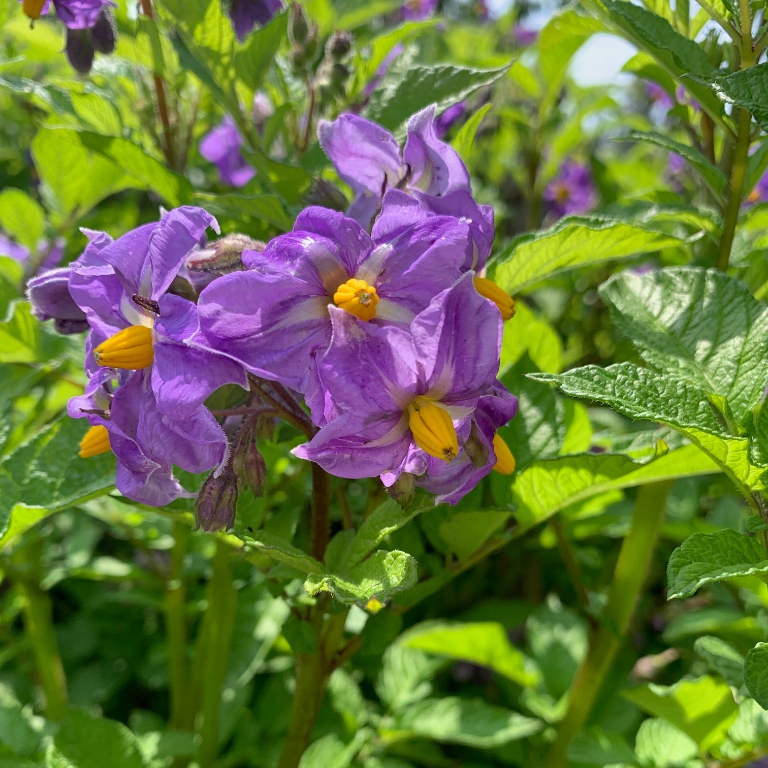 Potato Fruit Seeds