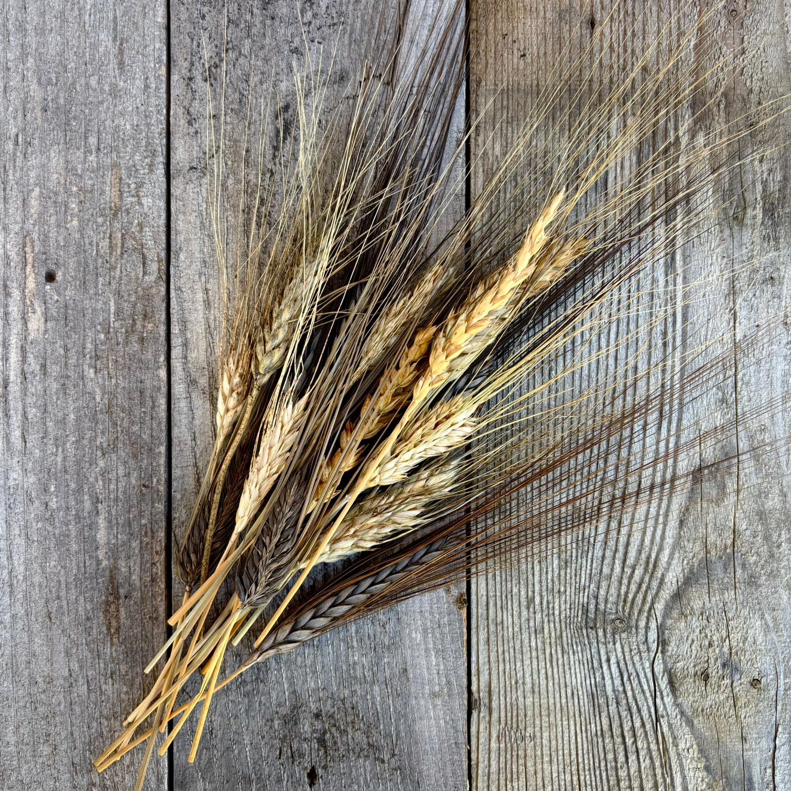 Wheat Spray